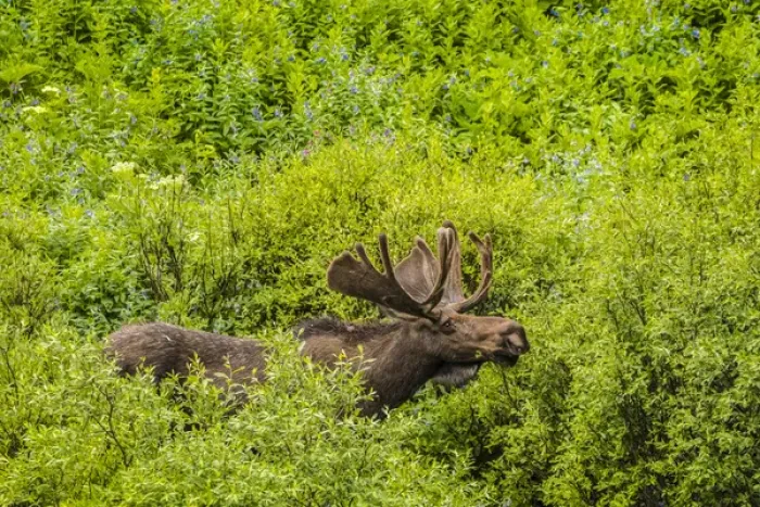 Framed Print : USA, Colorado, Rocky Mountain National Park. Bull moose amid vegetation. Credit as Framed Print : USA, Colorado, Rocky Mountain National Park. Bull moose amid vegetation. Credit as