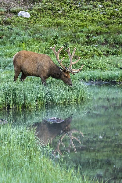 USA, Colorado, Rocky Mountain National Park. Bull elk reflects in Poudre Lake. Credit as
