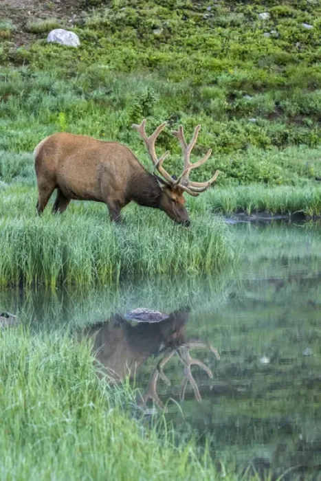 Framed Print : USA, Colorado, Rocky Mountain National Park. Bull elk reflects in Poudre Lake. Credit as Framed Print : USA, Colorado, Rocky Mountain National Park. Bull elk reflects in Poudre Lake. Credit as