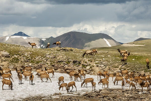 USA, Colorado, Rocky Mountain National Park. Elk herd cooling off on snow field. Credit as