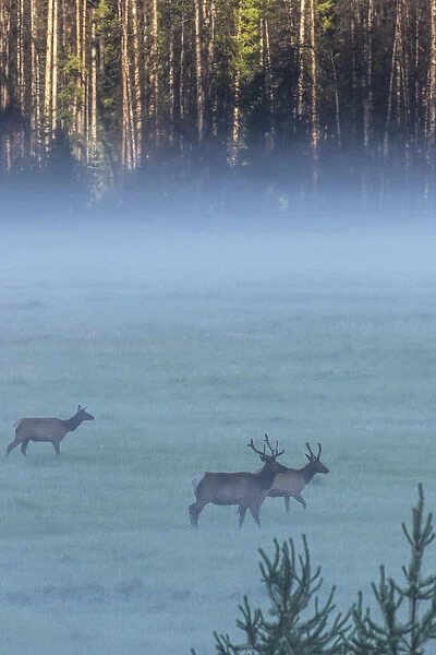 USA, Colorado, Rocky Mountain National Park. Elk crossing foggy meadow at sunrise