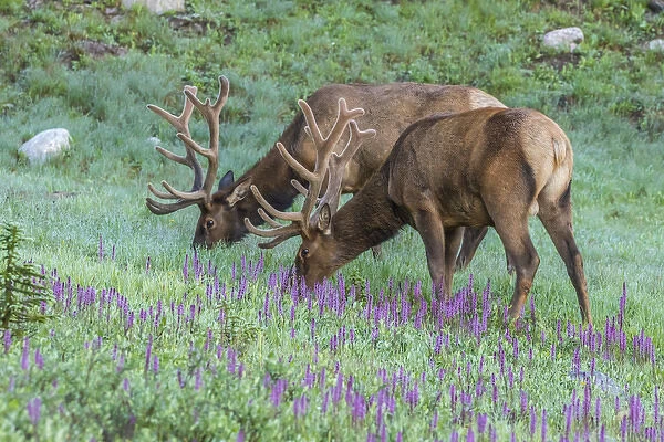 USA, Colorado, Rocky Mountain National Park. Bull elks and little elephants head flowers