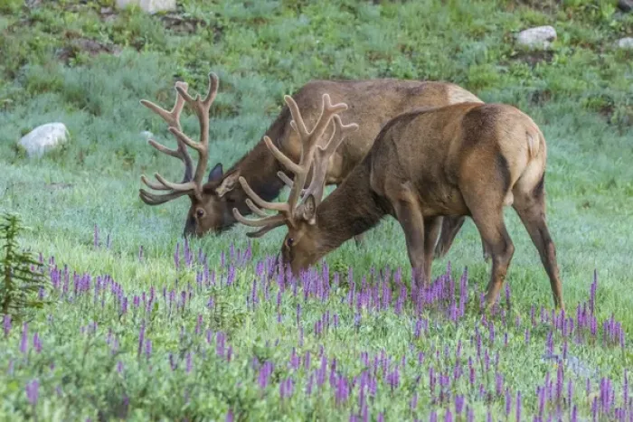 Framed Print : USA, Colorado, Rocky Mountain National Park. Bull elks and little elephants head flowers