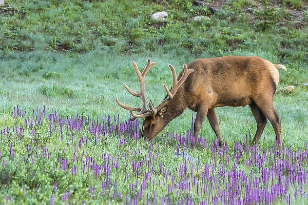 USA, Colorado, Rocky Mountain National Park. Bull elk and little elephants head flowers