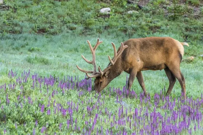 Framed Print : USA, Colorado, Rocky Mountain National Park. Bull elk and little elephants head flowers Framed Print : USA, Colorado, Rocky Mountain National Park. Bull elk and little elephants head flowers