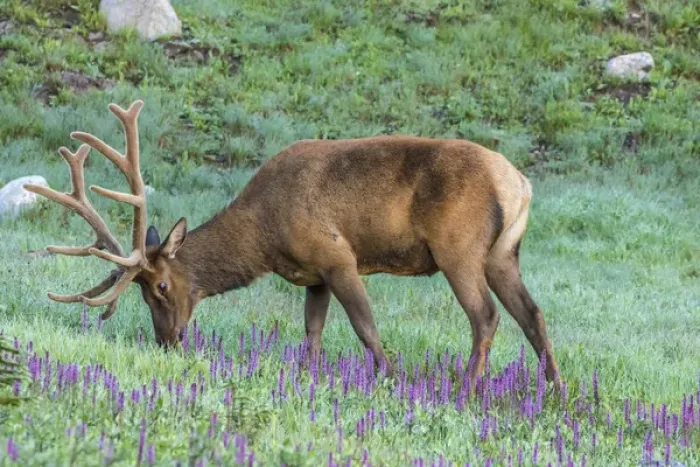 Framed Print : USA, Colorado, Rocky Mountain National Park. Bull elk and little elephants head flowers