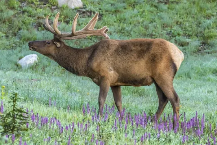 Framed Print : USA, Colorado, Rocky Mountain National Park. Bull elk and little elephants head flowers Framed Print : USA, Colorado, Rocky Mountain National Park. Bull elk and little elephants head flowers