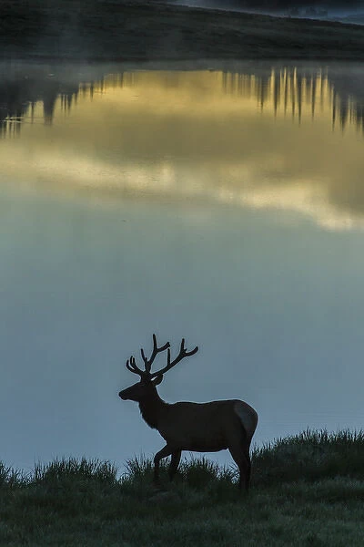 USA, Colorado, Rocky Mountain National Park. Bull elk silhouetted against Poudre Lake at sunrise