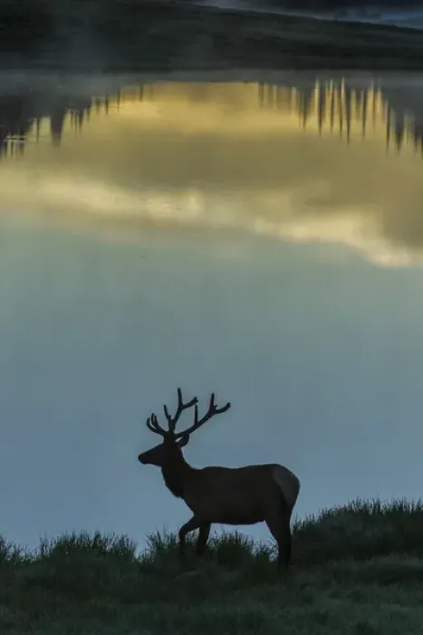 Framed Print : USA, Colorado, Rocky Mountain National Park. Bull elk silhouetted against Poudre Lake at sunrise Framed Print : USA, Colorado, Rocky Mountain National Park. Bull elk silhouetted against Poudre Lake at sunrise
