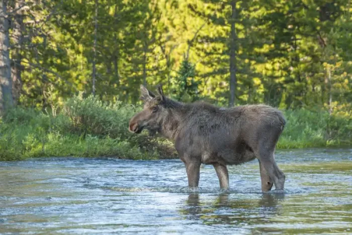 Framed Print : USA, Colorado, Rocky Mountain National Park. Male moose crossing Colorado River. Credit as