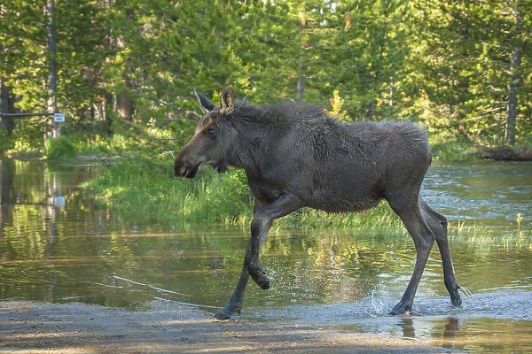 USA, Colorado, Rocky Mountain National Park. Male moose crossing Colorado River. Credit as