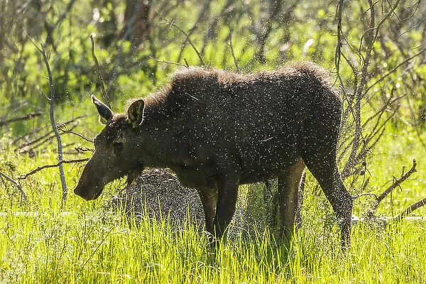 USA, Colorado, Rocky Mountain National Park. Female moose shaking off water. Credit as