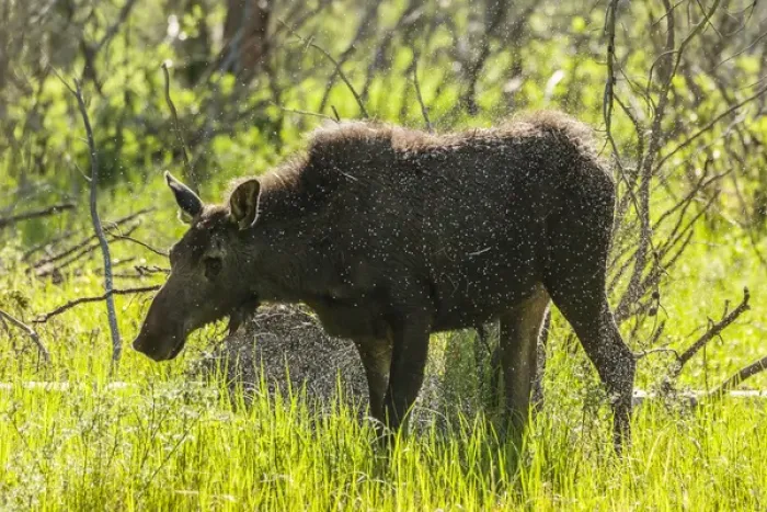 Framed Print : USA, Colorado, Rocky Mountain National Park. Female moose shaking off water. Credit as