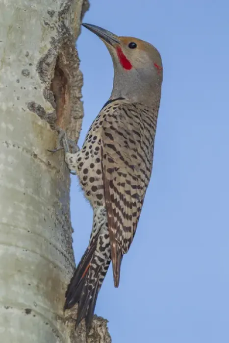 Framed Print : USA, Colorado, Rocky Mountain National Park. Red-shafted flicker outside tree hole nest Framed Print : USA, Colorado, Rocky Mountain National Park. Red-shafted flicker outside tree hole nest