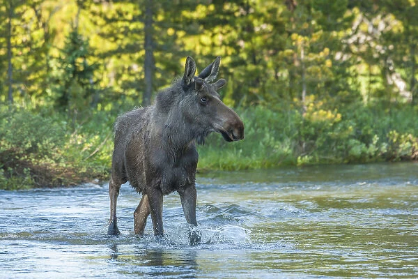 USA, Colorado, Rocky Mountain National Park. Male moose crossing Colorado River. Credit as