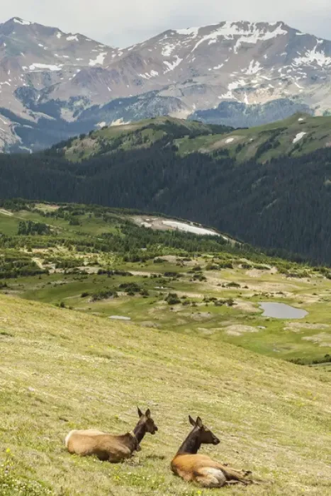 Framed Print : USA, Colorado, Rocky Mountain National Park. Elk cows and mountain landscape. Credit as Framed Print : USA, Colorado, Rocky Mountain National Park. Elk cows and mountain landscape. Credit as