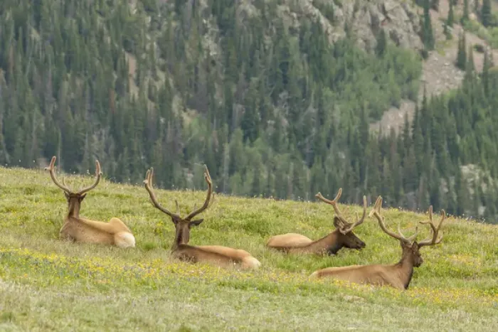 Framed Print : USA, Colorado, Rocky Mountain National Park. Bull elk in velvet resting. Credit as Framed Print : USA, Colorado, Rocky Mountain National Park. Bull elk in velvet resting. Credit as