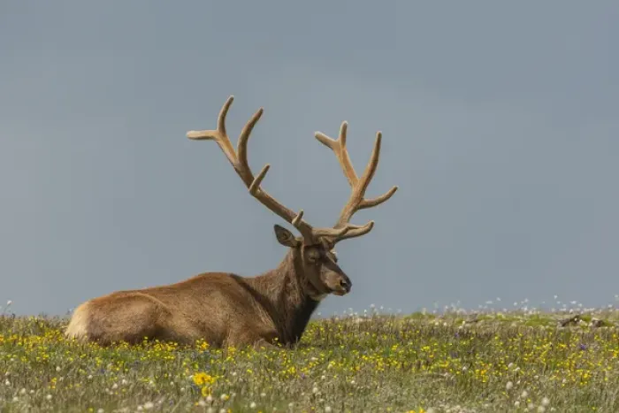 Framed Print : USA, Colorado, Rocky Mountain National Park. Bull elk in velvet resting. Credit as Framed Print : USA, Colorado, Rocky Mountain National Park. Bull elk in velvet resting. Credit as
