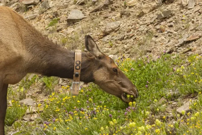 Framed Print : USA, Colorado, Rocky Mountain National Park. Elk cow with collar eating flowers. Credit as Framed Print : USA, Colorado, Rocky Mountain National Park. Elk cow with collar eating flowers. Credit as