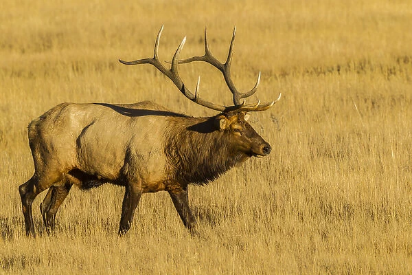 USA, Colorado, Rocky Mountain National Park. Close-up of male elk in field. Credit as