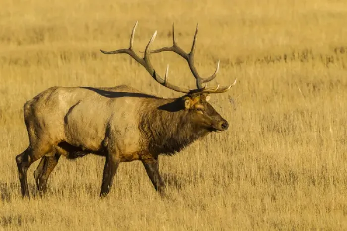 Framed Print : USA, Colorado, Rocky Mountain National Park. Close-up of male elk in field. Credit as