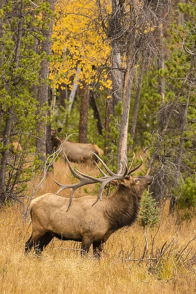 USA, Colorado, Rocky Mountain National Park. Male elk beginning to bugle. Credit as