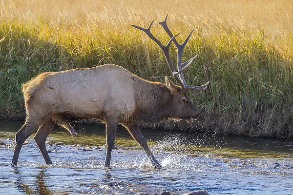 USA, Colorado, Rocky Mountain National Park. Close-up of male elk in stream. Credit as