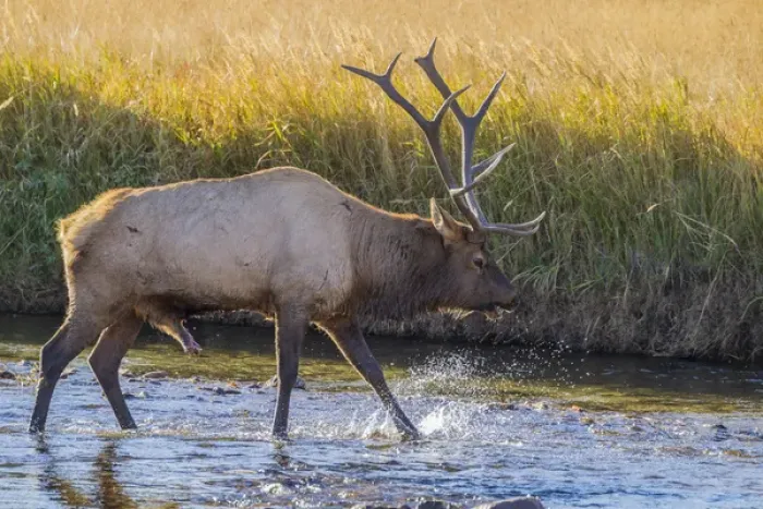 Framed Print : USA, Colorado, Rocky Mountain National Park. Close-up of male elk in stream. Credit as Framed Print : USA, Colorado, Rocky Mountain National Park. Close-up of male elk in stream. Credit as