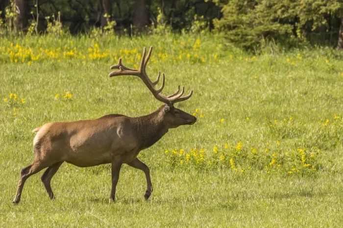 Framed Print : USA, Colorado, Rocky Mountain National Park. Bull elk in field Framed Print : USA, Colorado, Rocky Mountain National Park. Bull elk in field