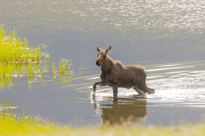 Framed Print : USA, Colorado, Rocky Mountain National Park. Yearling bull moose in water