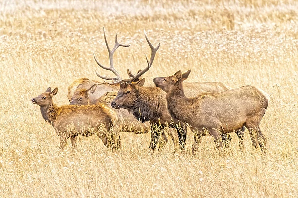 USA, Colorado, Rocky Mountain National Park. North American elk male and females in mating season