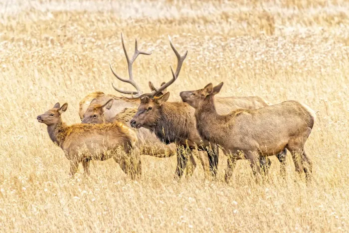 Framed Print : USA, Colorado, Rocky Mountain National Park. North American elk male and females in mating season Framed Print : USA, Colorado, Rocky Mountain National Park. North American elk male and females in mating season