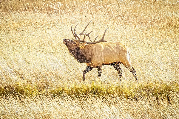 USA, Colorado, Rocky Mountain National Park. North American elk male bugling in mating season