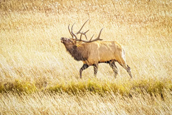 Framed Print : USA, Colorado, Rocky Mountain National Park. North American elk male bugling in mating season Framed Print : USA, Colorado, Rocky Mountain National Park. North American elk male bugling in mating season