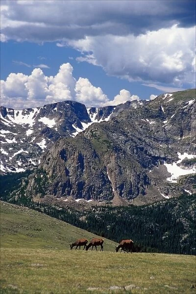 USA, Colorado, Rocky Mountain National Park. Elk grazing in alpine tundra along Trail Ridge Road