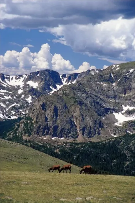 Framed Print : USA, Colorado, Rocky Mountain National Park. Elk grazing in alpine tundra along Trail Ridge Road Framed Print : USA, Colorado, Rocky Mountain National Park. Elk grazing in alpine tundra along Trail Ridge Road