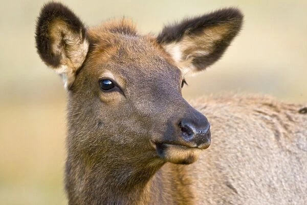 USA, Colorado, Rocky Mountain National Park. Portrait of female elk