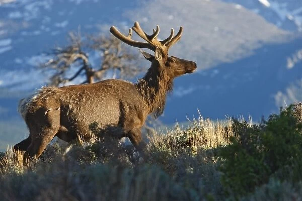 USA, Colorado, Rocky Mountain National Park, elk (Cervus elaphus) bull with velvet covered antlers