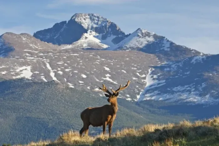 Framed Print : USA, Colorado, Rocky Mountain National Park, elk (Cervus elaphus) bull with velvet covered antlers Framed Print : USA, Colorado, Rocky Mountain National Park, elk (Cervus elaphus) bull with velvet covered antlers