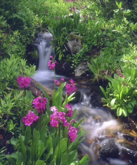 Framed Print : USA, Colorado, Rocky Mountains, Wildflowers along a flowing stream in an alpine meadow Framed Print : USA, Colorado, Rocky Mountains, Wildflowers along a flowing stream in an alpine meadow