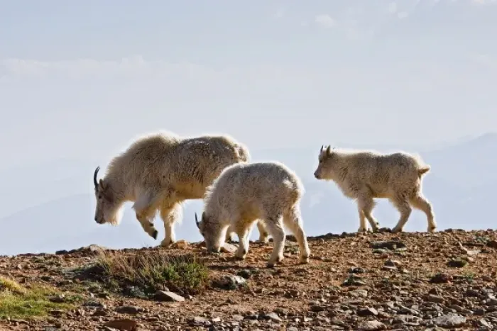 Framed Print : USA, Colorado, Rocky Mountains, Mount Evans, Mountain Goat (Oreamnos americanus) Framed Print : USA, Colorado, Rocky Mountains, Mount Evans, Mountain Goat (Oreamnos americanus)