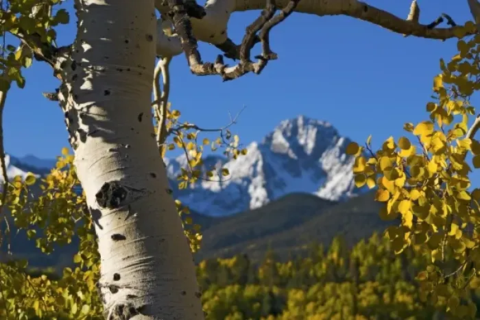 Framed Print : USA, Colorado, Rocky Mountains, San Juan Mountains. An aspen tree frames Mt. Sneffels Framed Print : USA, Colorado, Rocky Mountains, San Juan Mountains. An aspen tree frames Mt. Sneffels