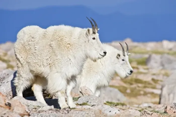 Framed Print : USA, Colorado, Rocky Mountains, Mount Evans, Mountain Goat (Oreamnos americanus) Framed Print : USA, Colorado, Rocky Mountains, Mount Evans, Mountain Goat (Oreamnos americanus)