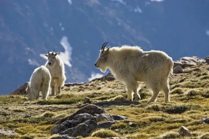 Framed Print : USA, Colorado, Rocky Mountains, Mount Evans, Mountain Goat (Oreamnos americanus) adult and young Framed Print : USA, Colorado, Rocky Mountains, Mount Evans, Mountain Goat (Oreamnos americanus) adult and young