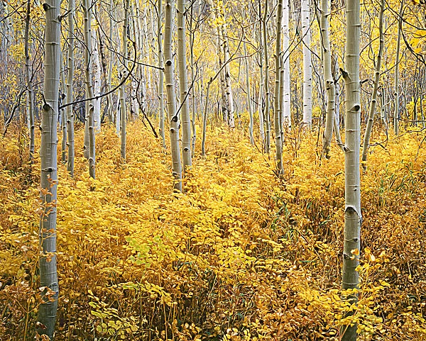 USA, Colorado, Rocky Mountains. Abstract of aspens and vegetation in autumn