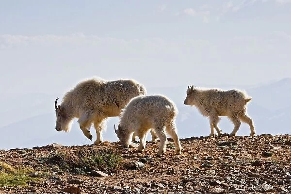 USA, Colorado, Rocky Mountains, Mount Evans, Mountain Goat (Oreamnos americanus)