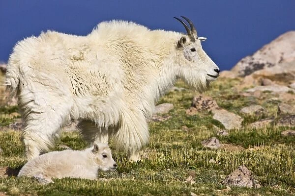 USA, Colorado, Rocky Mountains, Mount Evans, Mountain Goat (Oreamnos americanus) adult