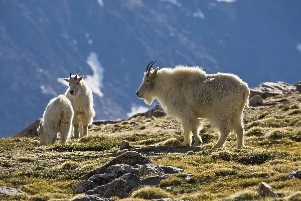 USA, Colorado, Rocky Mountains, Mount Evans, Mountain Goat (Oreamnos americanus) adult and young