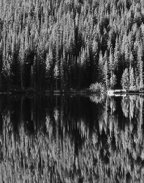 USA, Colorado, Rocky Mountains National Park, Lodgepole Pines along Bear Lake