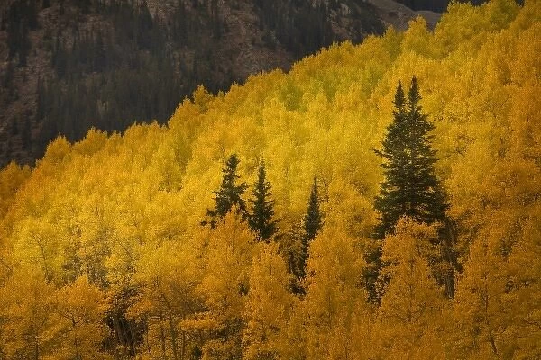 USA, Colorado, Rocky Mountains. A ridge of aspen trees lit by the sun in autumn